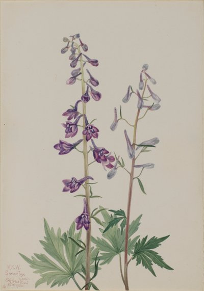 Espuela de caballero (Delphinium elongatum) de Mary Vaux Walcott