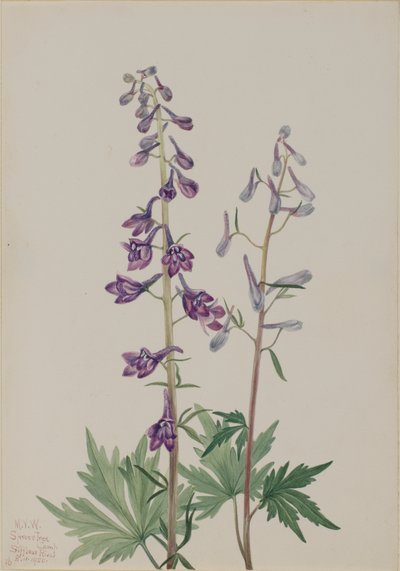 Espuela de caballero alta Delphinium elongatum de Mary Vaux Walcott