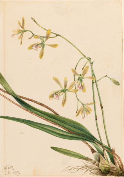 Epidendrum tampense (Epidendrum tampense) de Mary Vaux Walcott
