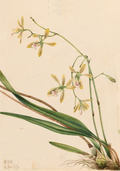 Epidendrum de Tampa, Epidendrum tampense, 1919 de Mary Vaux Walcott