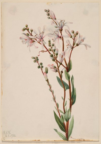 Flor de alquitrán (Befaria racemosa) de Mary Vaux Walcott