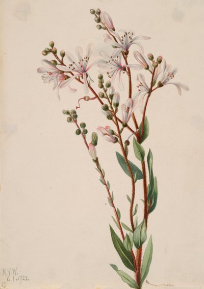 Tarflower Befaria racemosa, 1922 de Mary Vaux Walcott