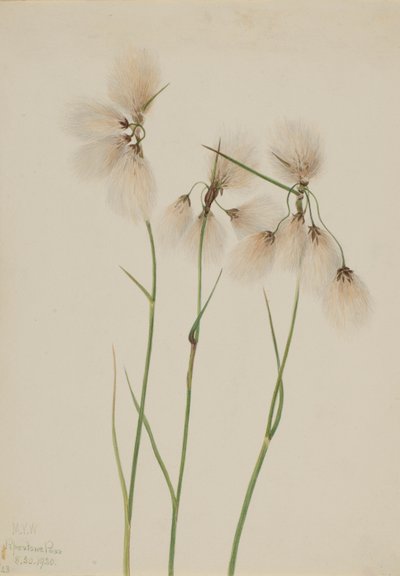 Algodoncillo de borla (Eriophorum angustifolium) de Mary Vaux Walcott