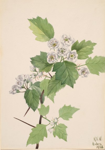 Espino matorral Crataegus coccinea, 1922 de Mary Vaux Walcott