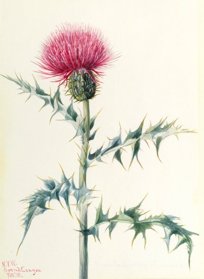 Cardo (Cirsium arizonica) de Mary Vaux Walcott