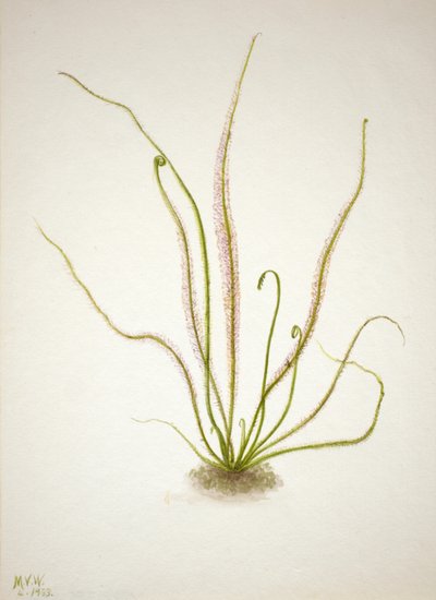 Drosera de hoja de hilo, 1933 de Mary Vaux Walcott