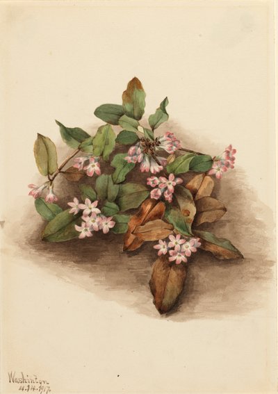 Arbutus rastrero Epigaea repens, 1917 de Mary Vaux Walcott