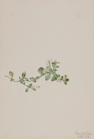 Houstonia trepadora (Houstonia procumbens) de Mary Vaux Walcott