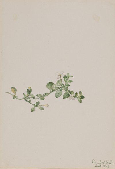 Houstonia rastrera Houstonia procumbens, 1918 de Mary Vaux Walcott