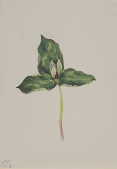 Trillium discolor, 1938 de Mary Vaux Walcott