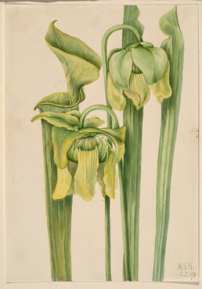Hoja de trompeta (Sarracenia flava) de Mary Vaux Walcott