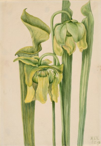 Sarracenia flava, 1920 de Mary Vaux Walcott