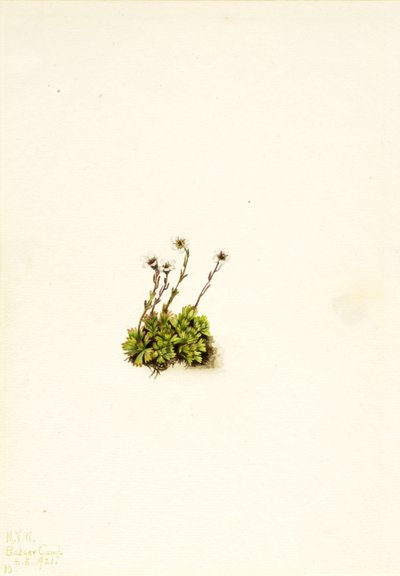 Saxifraga cespitosa, 1921 de Mary Vaux Walcott