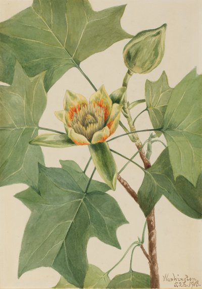 Árbol de Tulipán Liriodendron tulipifera, 1918 de Mary Vaux Walcott