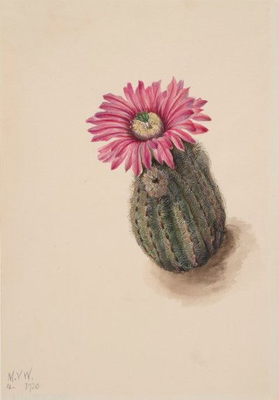 Cactus cabeza de pavo Echinocerus perbellus, 1930 de Mary Vaux Walcott