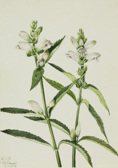 Cabeza de tortuga (Chelone glabra) de Mary Vaux Walcott