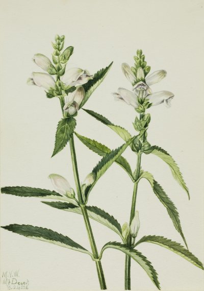 Cabeza de tortuga Chelone glabra de Mary Vaux Walcott