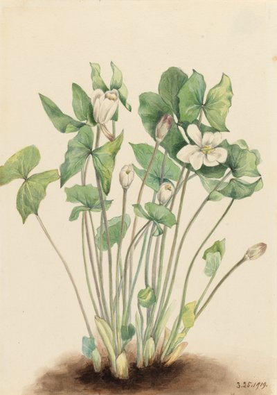 Hoja gemela Jeffersonia diphylla de Mary Vaux Walcott