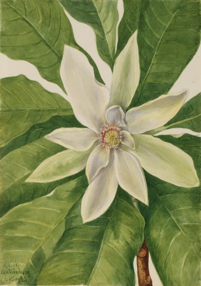 Árbol Paraguas Magnolia tripetala, 1932 de Mary Vaux Walcott