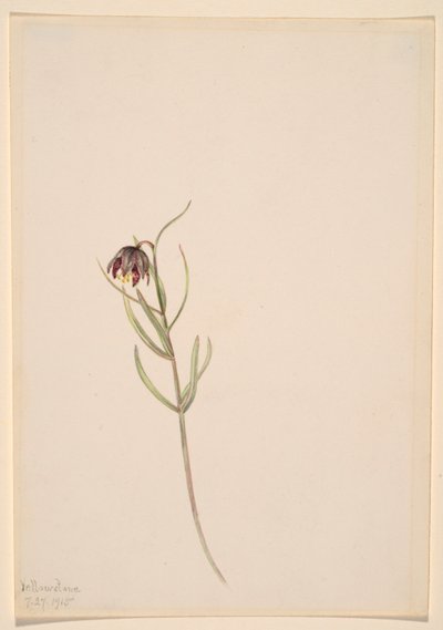 Sin título--Estudio de flores de Mary Vaux Walcott