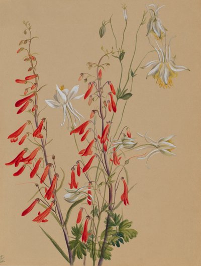 Sin título--Estudio de flores de Mary Vaux Walcott