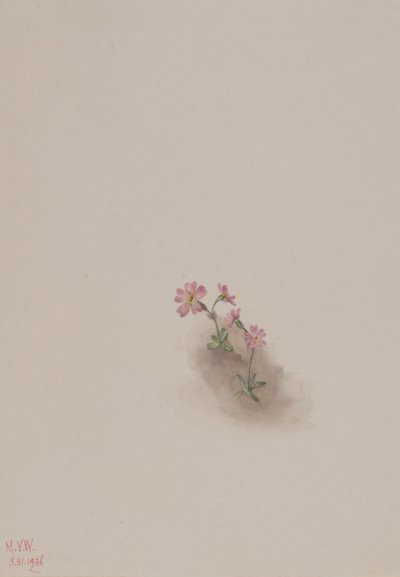 Sin título--Estudio de flores de Mary Vaux Walcott