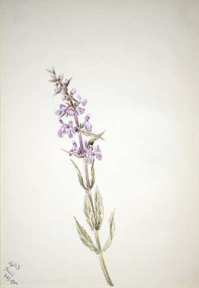 Sin título--Estudio de flores de Mary Vaux Walcott
