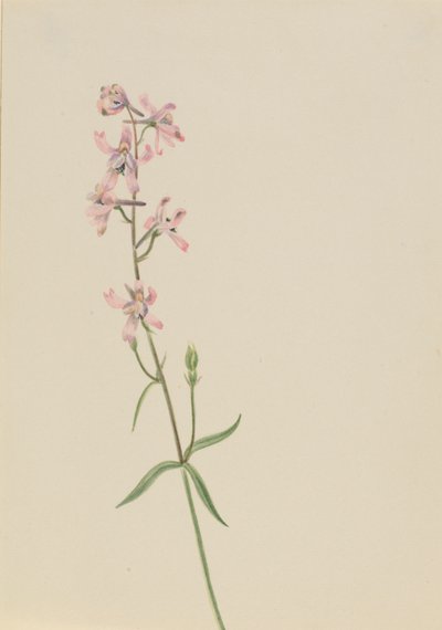 Sin título--Estudio de flores de Mary Vaux Walcott