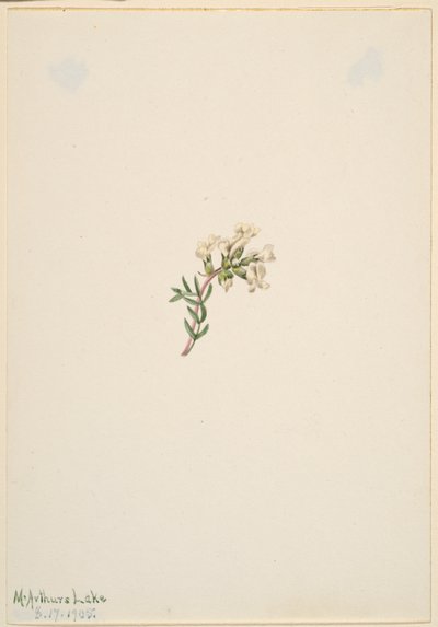 Sin título--Estudio de flores de Mary Vaux Walcott