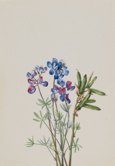 Sin título--Estudio de flores de Mary Vaux Walcott