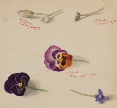 Sin título - Estudio de flores de Mary Vaux Walcott