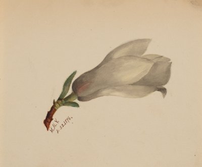 Sin título - Estudio de flores de Mary Vaux Walcott