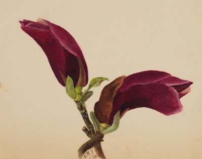 Sin título - Estudio de flores de Mary Vaux Walcott