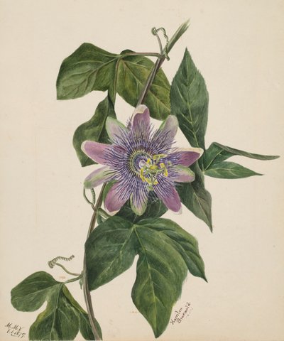 Estudio de flores, 1879 de Mary Vaux Walcott