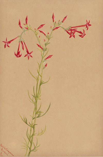 Estudio de flores sin título, 1883 de Mary Vaux Walcott