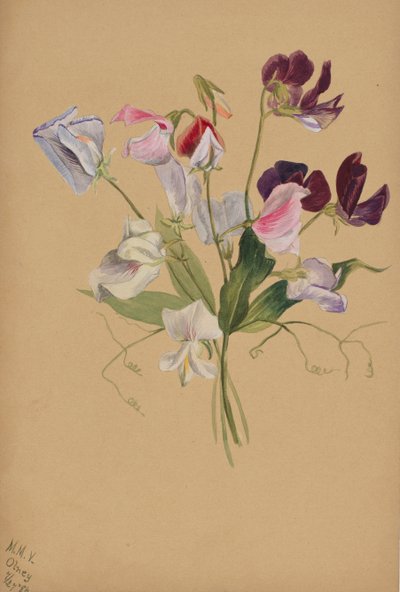 Sin título - Estudio de Flores, 1886 de Mary Vaux Walcott