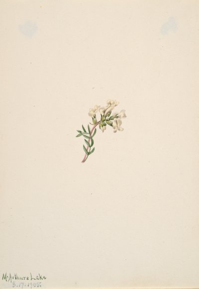 Sin título - Estudio de flores, 1905 de Mary Vaux Walcott