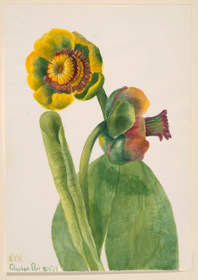 Sin título - Estudio de flores de Mary Vaux Walcott