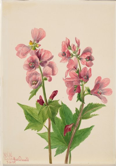 Sin título--Estudio de Flores, 1939 de Mary Vaux Walcott