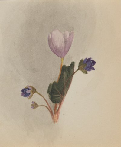 Sin título - Estudio de flores, ca. 1876 de Mary Vaux Walcott
