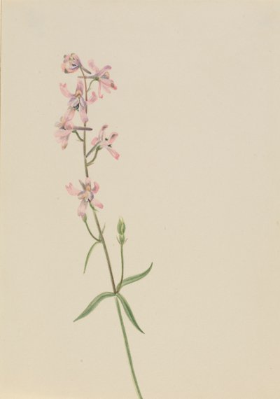 Sin título - Estudio de flores, ca. 1900-1930 de Mary Vaux Walcott
