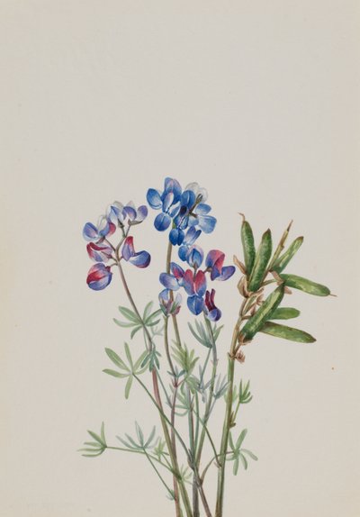 Estudio de flores sin título de Mary Vaux Walcott