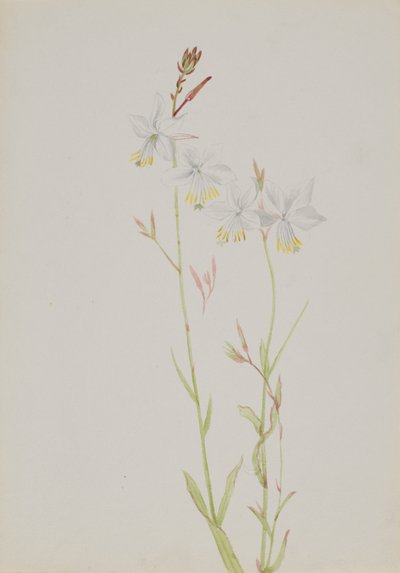 Sin título - Estudio de flores de Mary Vaux Walcott