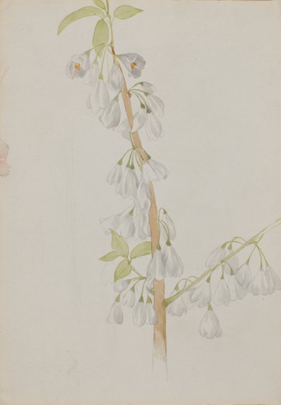 Sin Título--Estudio de Flores de Mary Vaux Walcott