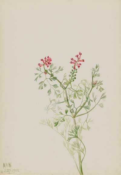 Sin título--Estudio de plantas de Mary Vaux Walcott