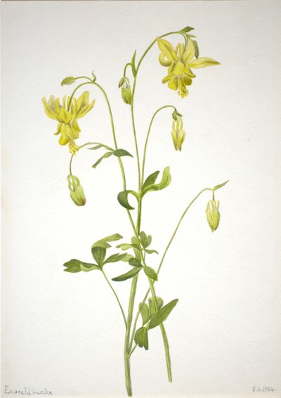 Sin título--Estudio de plantas de Mary Vaux Walcott