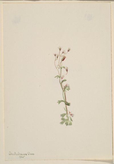 Sin título--Estudio de plantas de Mary Vaux Walcott