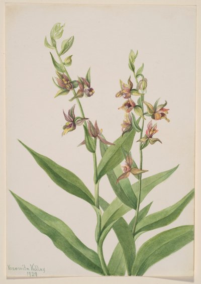 Sin título--Estudio de plantas de Mary Vaux Walcott