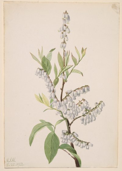 Sin título--Estudio de plantas de Mary Vaux Walcott
