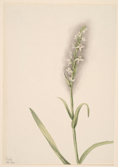 Sin título--Estudio de plantas de Mary Vaux Walcott